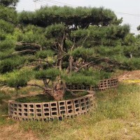 造型松