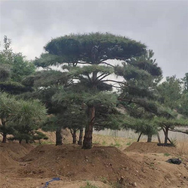造型松基地