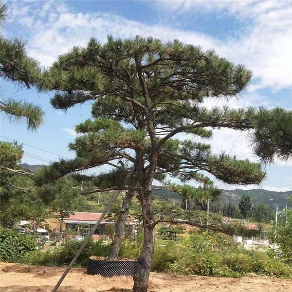 造型松