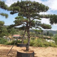 造型松