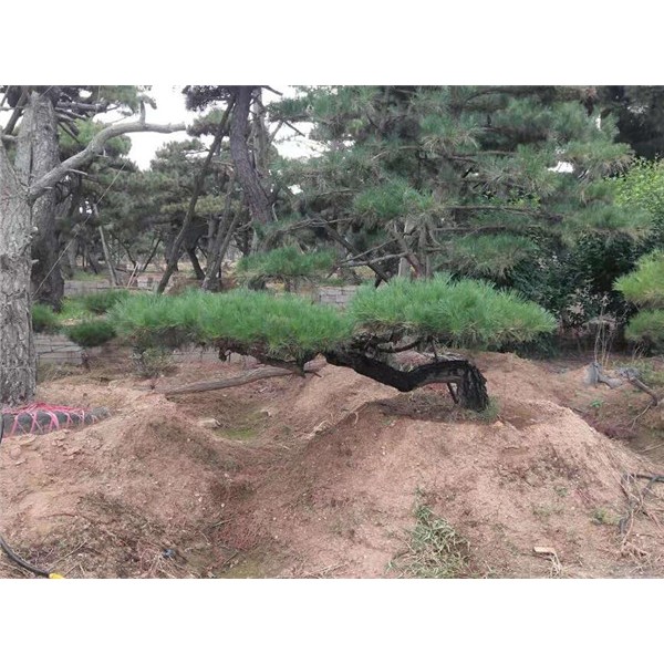造型松基地
