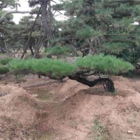 造型松基地