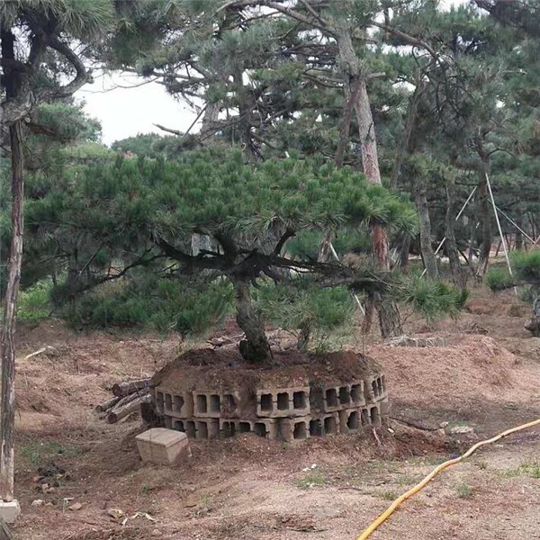 造型松
