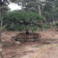 造型松