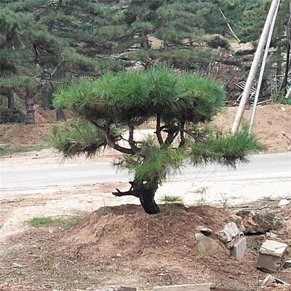 造型松基地