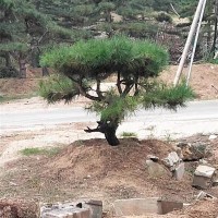 造型松基地