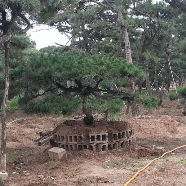 造型松基地