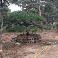 造型松基地