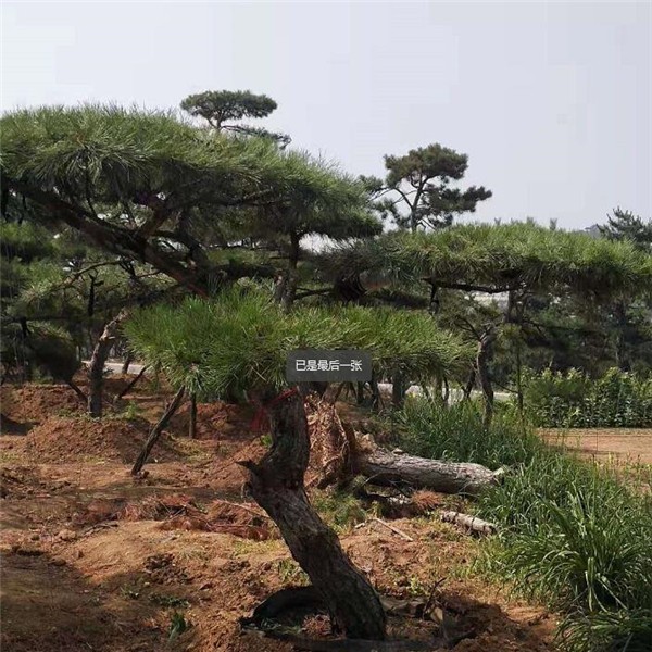 造型松
