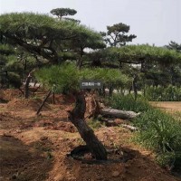 造型松