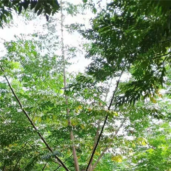 栾树