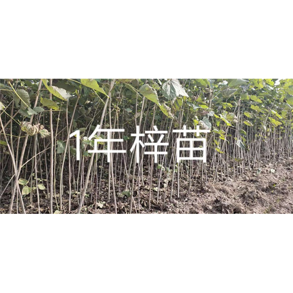 1年梓树