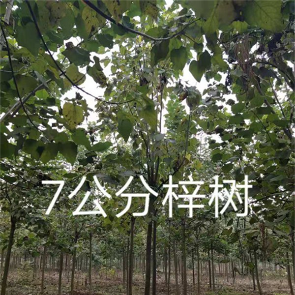 7公分梓树