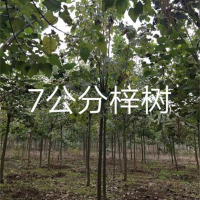 7公分梓树