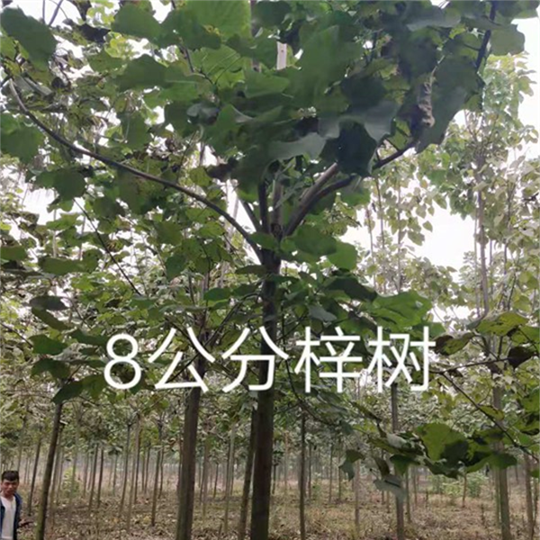 8公分梓树