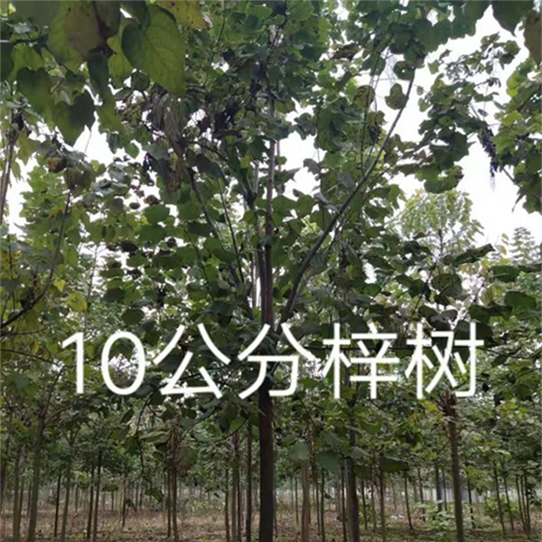 10公分梓树