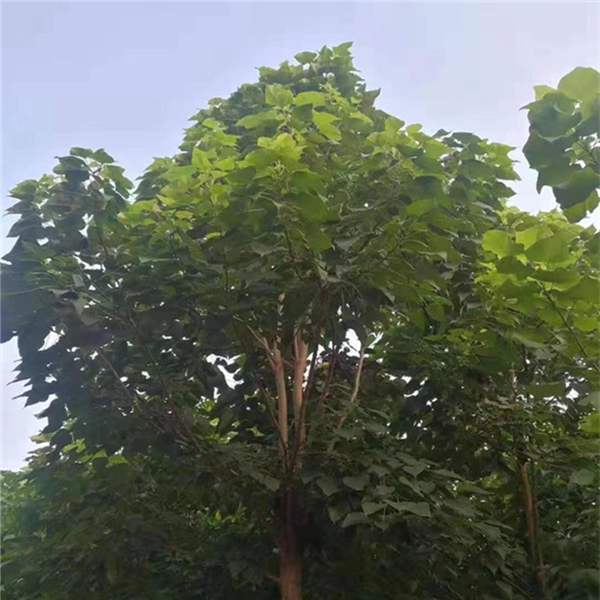 梓树