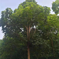 梓树
