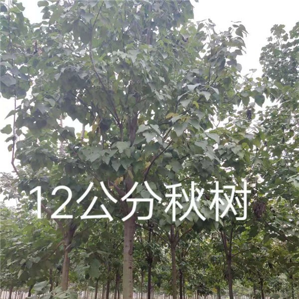 12公分楸树