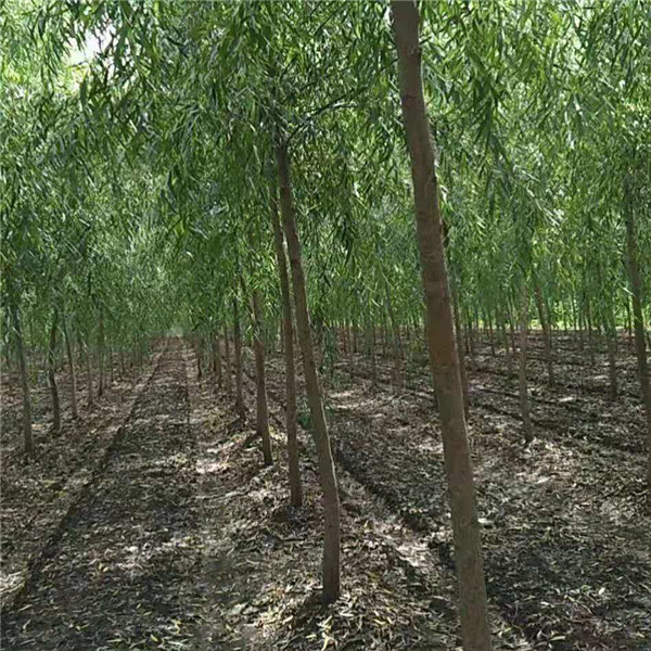 青皮垂柳实景