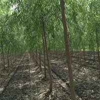 青皮垂柳实景
