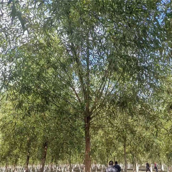 青皮垂柳  胸径7—9公分  二次发冒  大量