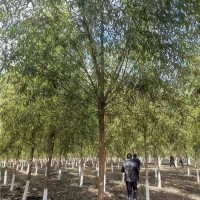 青皮垂柳  胸径7—9公分  二次发冒  大量