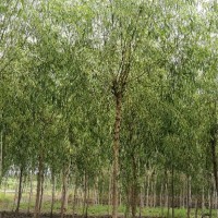 青皮垂柳  胸径7—9公分  二次发冒  大量