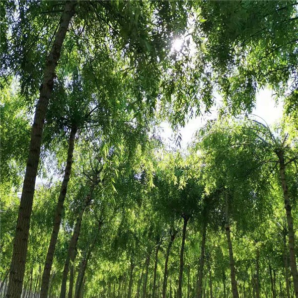 青皮垂柳  胸径7—9公分  二次发冒  大量