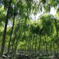 青皮垂柳  胸径7—9公分  二次发冒  大量