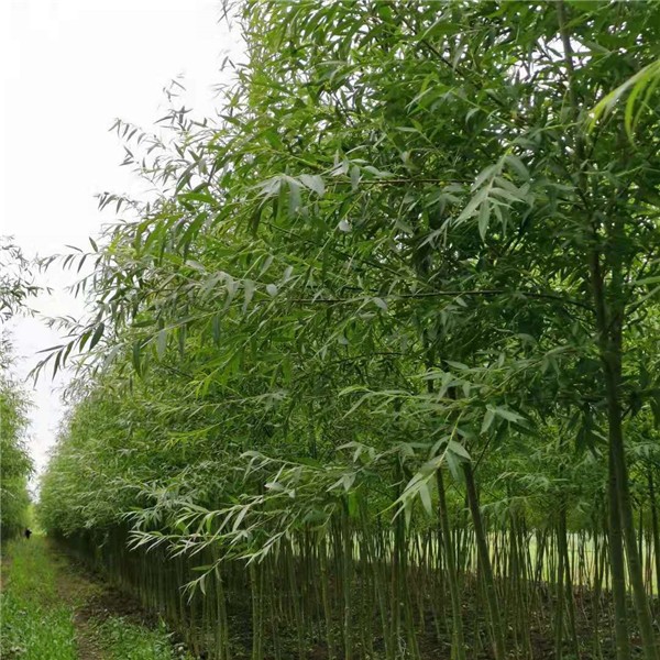 青皮垂柳  2—3公分