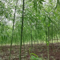 青皮垂柳  2—3公分