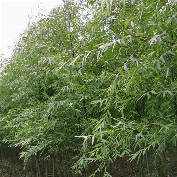 青皮垂柳  2—3公分