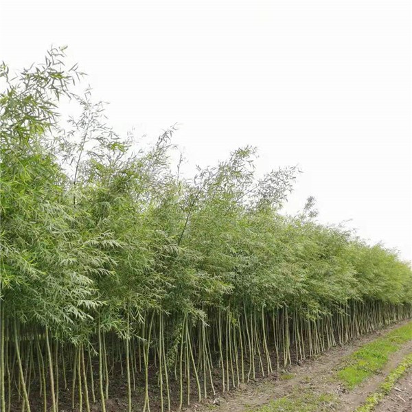 旱柳  2—4公分