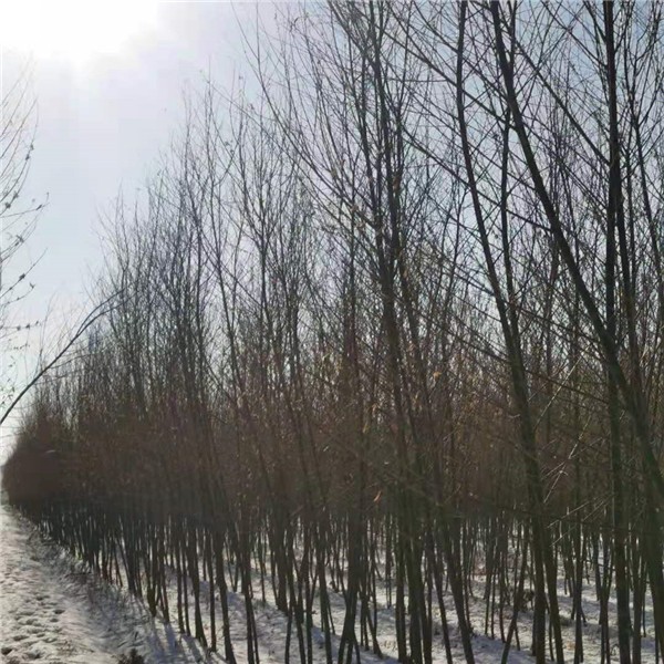 旱柳  2—4公分