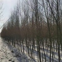 旱柳  2—4公分
