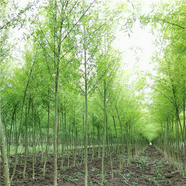 旱柳  2—4公分