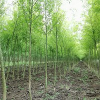 旱柳  2—4公分