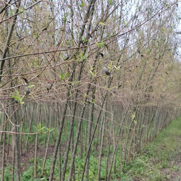 旱柳  2—4公分