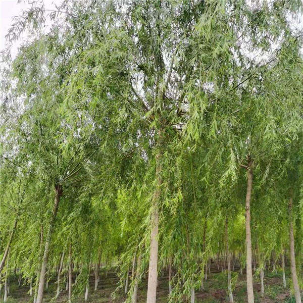 10公分青皮垂柳