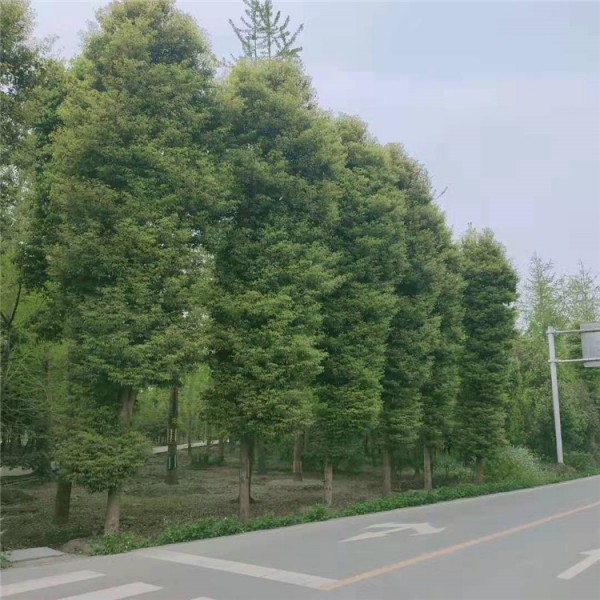 金丝楠木