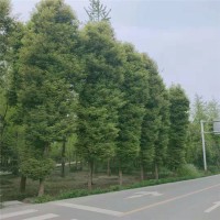 金丝楠木
