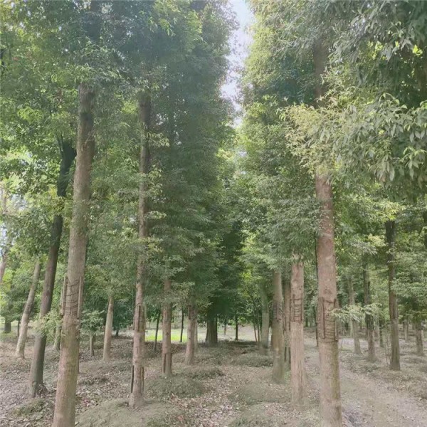 金丝楠木