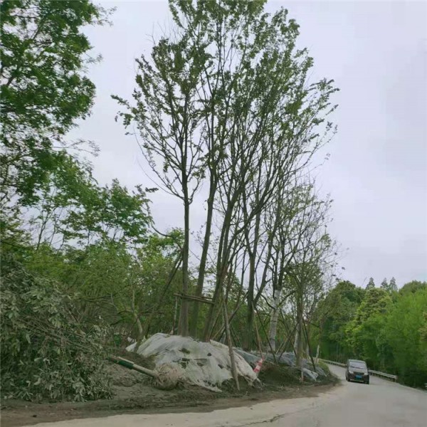 拼栽丛生朴树