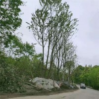 拼栽丛生朴树