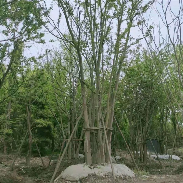 拼栽丛生朴树