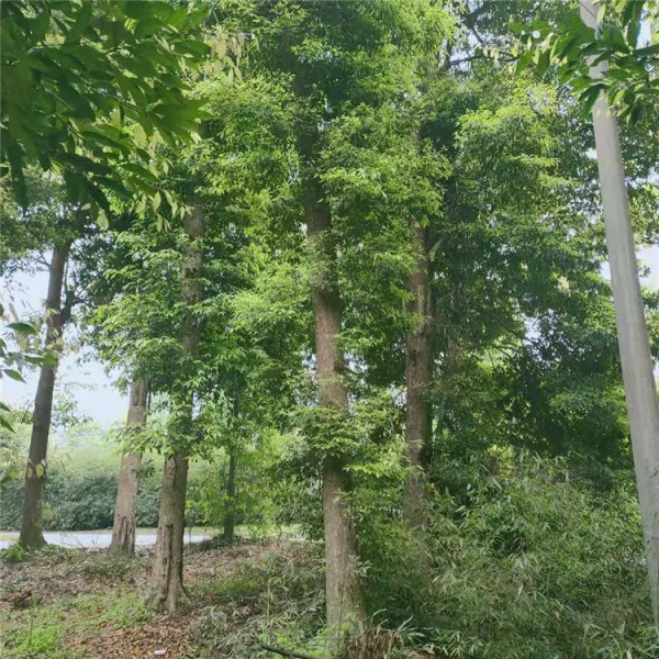 拼栽丛生朴树