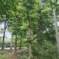 拼栽丛生朴树