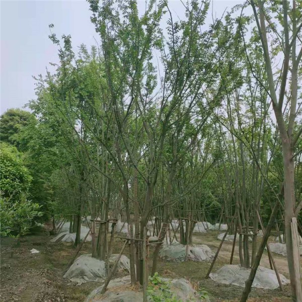 拼栽丛生朴树