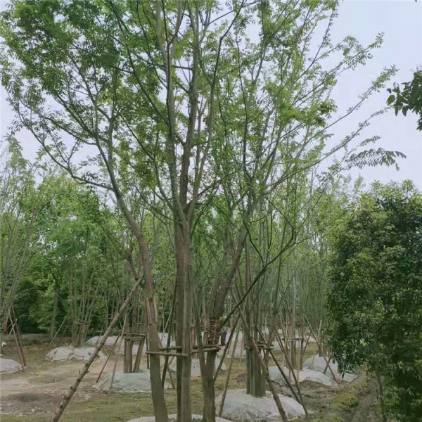 拼栽丛生朴树